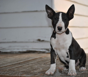 Photo №2 de l'annonce № 79477 de la vente bull terrier - acheter à Portugal annonce privée