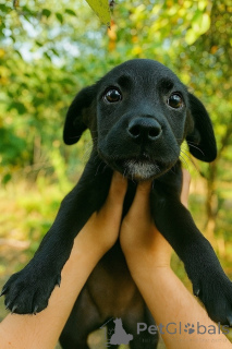 Photo №2 de l'annonce № 158392 de la vente chien bâtard - acheter à Fédération de Russie annonce privée