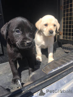 Photo №1. labrador retriever - à vendre en ville de Juron | 750€ | Annonce №167515