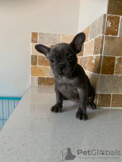 Photo №1. bouledogue - à vendre en ville de Munich | 379€ | Annonce №118114