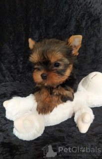 Photo №4. Je vais vendre yorkshire terrier en ville de Балыкесир. éleveur - prix - 473€