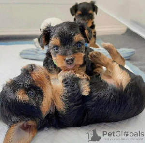 Photo №1. yorkshire terrier - à vendre en ville de Oklahoma | 379€ | Annonce №112529