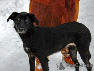 Photos supplémentaires: Merveilleuse et affectueuse chienne Jessie à la recherche d'un foyer !