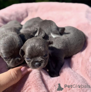 Photo №2 de l'annonce № 168225 de la vente chien bâtard - acheter à USA éleveur