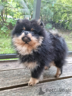 Photos supplémentaires: Сute chiot poméranien noir et feu