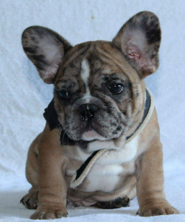 Photo №4. Je vais vendre bouledogue en ville de New york.  - prix - 2852€