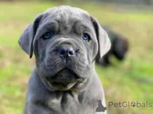 Photo №2 de l'annonce № 166823 de la vente cane corso - acheter à Allemagne éleveur