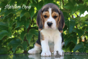 Photo №1. beagle - à vendre en ville de Стамбул | 473€ | Annonce №105175