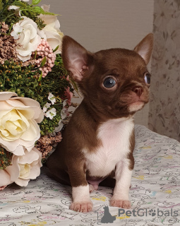 Photos supplémentaires: Chihuahua Chocolate Mini Boy