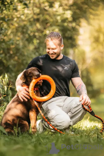 Photo №3. Métis Labrador Valiko est à la recherche d'un foyer.. Fédération de Russie