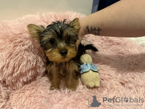 Photo №2 de l'annonce № 123494 de la vente yorkshire terrier - acheter à La Grande-Bretagne annonce privée