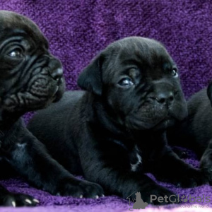Photo №3. Chiots Cane Corso. Ukraine