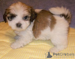 Photo №1. lhassa apso - à vendre en ville de Plattling | 390€ | Annonce №119053