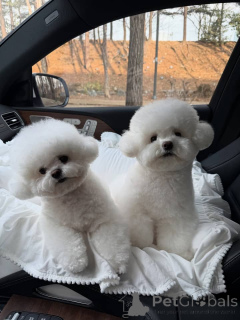 Photo №1. bichon à poil frisé - à vendre en ville de Gerardsbergen | négocié | Annonce №171669