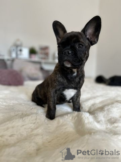 Photo №1. bouledogue - à vendre en ville de Trier | Gratuit | Annonce №130205