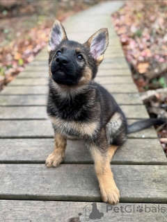 Photo №3. Né pour protéger, élevé pour aimer Rencontrez nos chiots berger allemand. Luxembourg