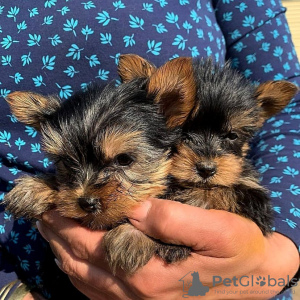 Photo №1. yorkshire terrier - à vendre en ville de Stockholm | négocié | Annonce №83893