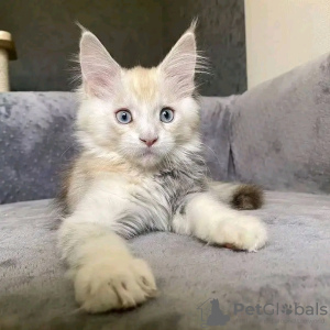 Photo №1. maine coon - à vendre en ville de Doha | 200€ | Annonce № 132065