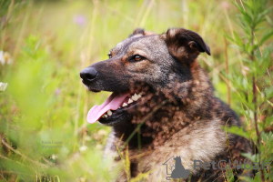 Photo №4. Je vais vendre chien bâtard en ville de Mytishchi. annonce privée - prix - Gratuit