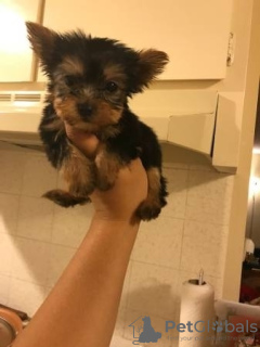 Photo №1. yorkshire terrier - à vendre en ville de Sligo | 300€ | Annonce №130006