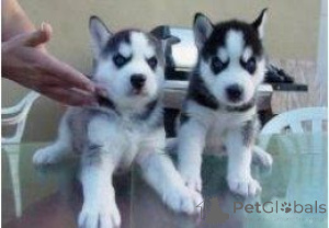 Photo №1. husky de sibérie - à vendre en ville de Erlangen-Höchstadt | 450€ | Annonce №169446