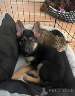 Photo №2 de l'annonce № 166728 de la vente berger allemand - acheter à France annonce privée, éleveur