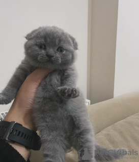 Photo №1. scottish fold - à vendre en ville de Cold Spring | 237€ | Annonce № 96238