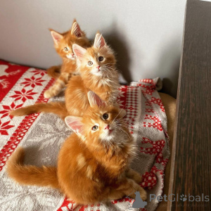 Photo №1. maine coon - à vendre en ville de Berchtesgaden | négocié | Annonce № 139090