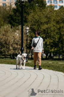 Photo №4. Je vais vendre chien bâtard en ville de Москва.  - prix - Gratuit