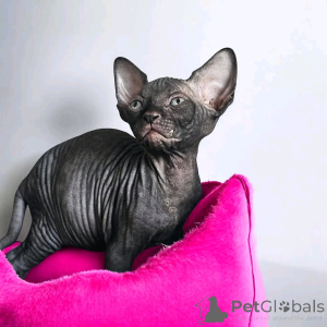 Photo №1. sphynx - à vendre en ville de Abakan | négocié | Annonce № 165519