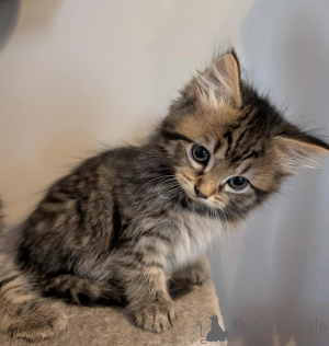 Photo №1. maine coon - à vendre en ville de Königs wusterhausen | 350€ | Annonce № 178175