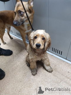 Photo №2 de l'annonce № 157083 de la vente  - acheter à La Grande-Bretagne annonce privée