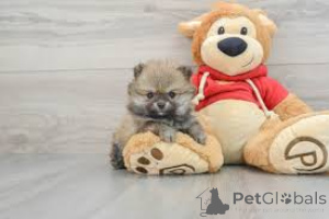 Photo №3. Toy Pomeranian Welpen. Allemagne