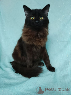 Photo №1.  - à vendre en ville de Rivière moscou | Gratuit | Annonce № 161311