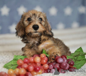 Photos supplémentaires: Chiots lapins teckel à poil dur, garçons, 3 mois