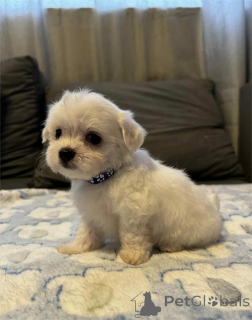 Photo №1. bichon maltais - à vendre en ville de Dülmen | 350€ | Annonce №154315