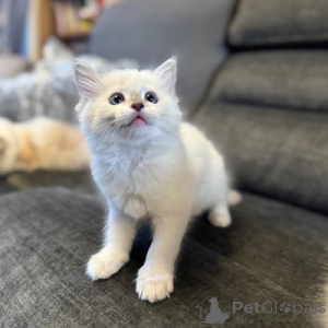 Photo №1. ragdoll - à vendre en ville de Alain | 350€ | Annonce № 164553