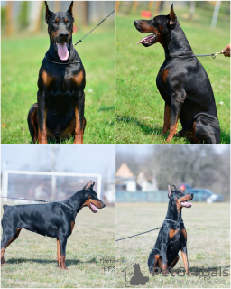 Photo №2 de l'annonce № 124058 de la vente dobermann - acheter à Serbie éleveur