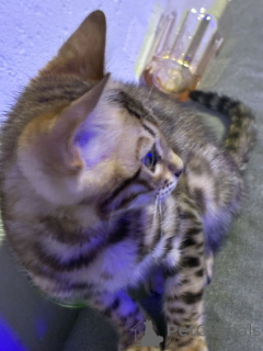 Photo №1. bengal - à vendre en ville de Brême | 250€ | Annonce № 167801