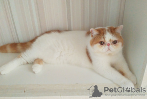 Photo №1. exotic shorthair - à vendre en ville de Minsk | 1000€ | Annonce № 62411