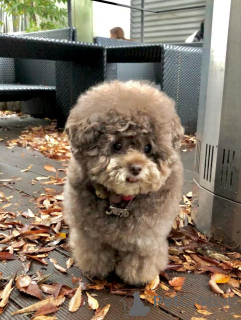 Photo №3. Le charme joli, ludique et tellement affectueux de Cocos est tout simplement. La finlande