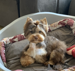 Photo №1. yorkshire terrier - à vendre en ville de Herceg Novi | 800€ | Annonce №139182