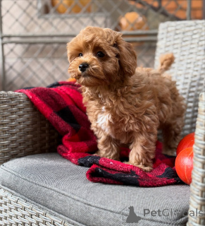 Photo №4. Je vais vendre maltipu en ville de Alsdorf. annonce privée - prix - 550€