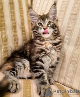 Photo №2 de l'annonce № 104307 de la vente maine coon - acheter à USA annonce privée