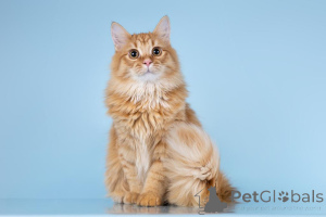 Photo №1.  - à vendre en ville de Khimki | Gratuit | Annonce № 161754