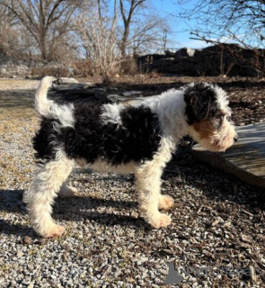 Photo №4. Je vais vendre fox-terrier en ville de Beilnngries. annonce privée - prix - 580€
