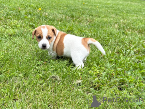 Photo №2 de l'annonce № 160305 de la vente jack russell terrier - acheter à La finlande annonce privée