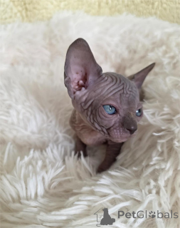 Photo №1. sphynx - à vendre en ville de Emden | 350€ | Annonce № 154593