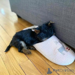 Photo №3. Јоркијски чистокрвни штенци. Monténégro