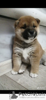 Photo №1. shiba - à vendre en ville de Кумертау | 431€ | Annonce №39297